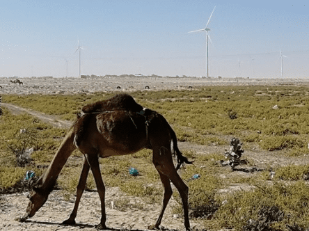 Mauritania – Wind Power (Nouakchott)