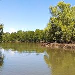 Pakistan – Mangrove Restoration ♦