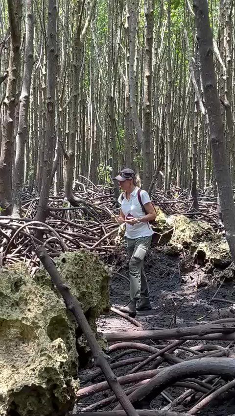 Walking through the MP Mangroves Rachel