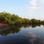 Kenya – Mangrove (MP) ♦