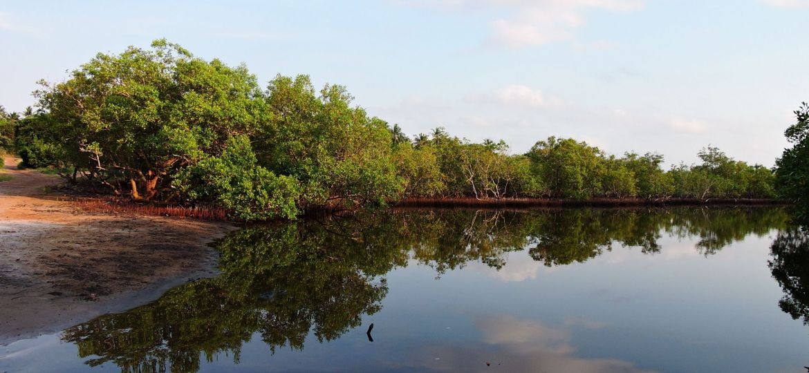 The mangroves of Gazi Bay