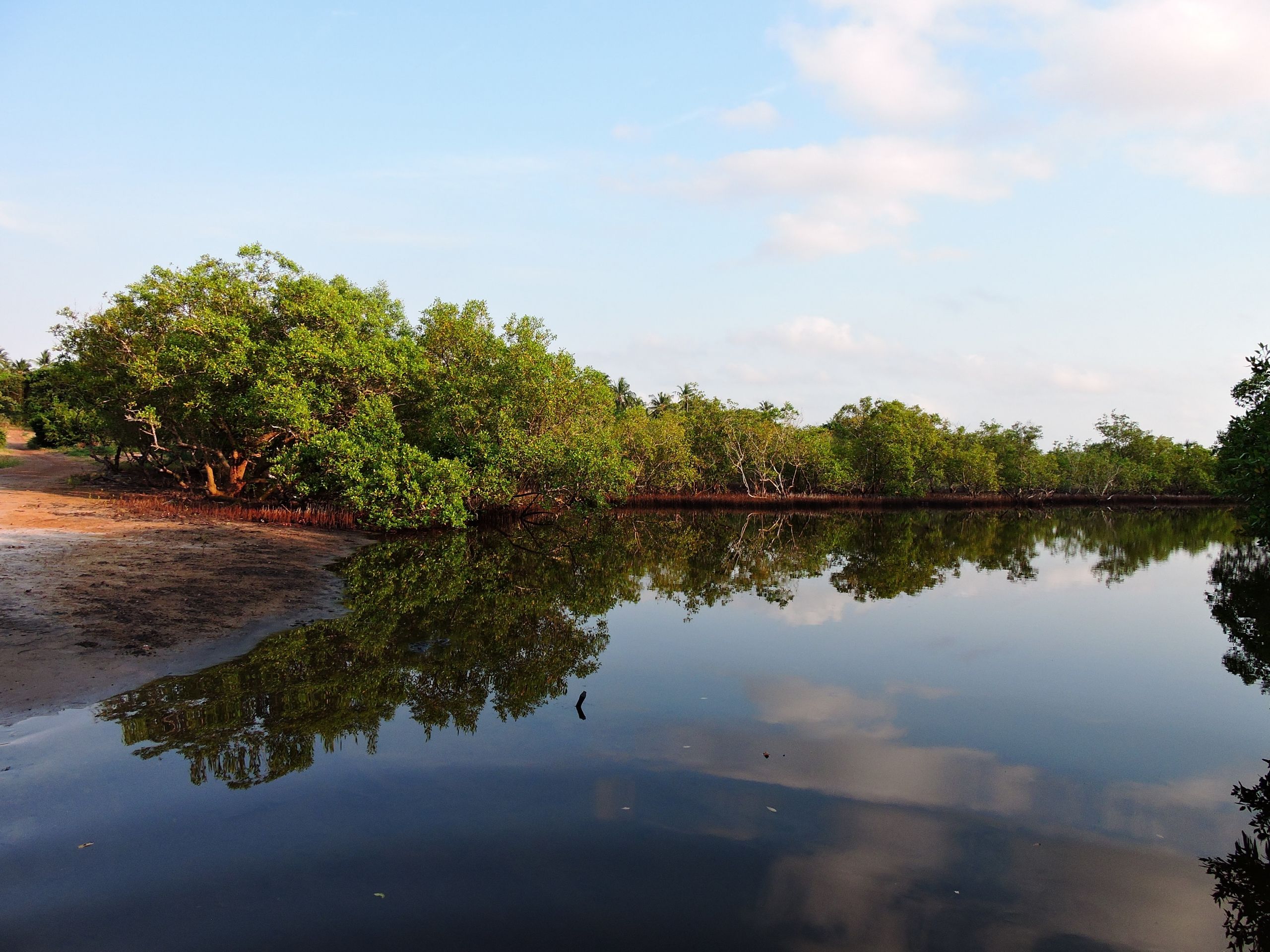 The mangroves of Gazi Bay
