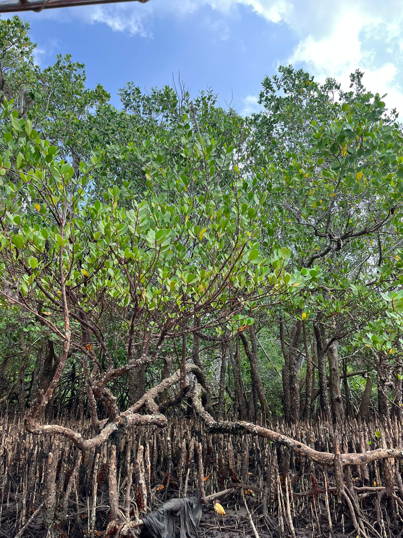 VB Beautiful Mangroves