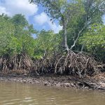 VB Mangroves (1)
