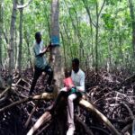 Kenya – Mangrove (VB) ♦