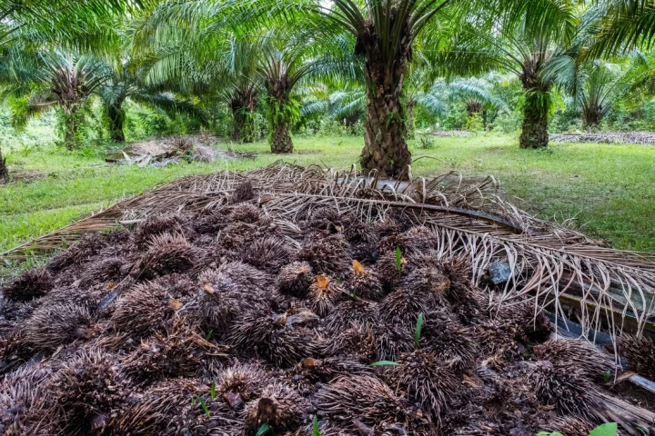 Costa Rica - Biomass Power (Puntarenas) - Yacht Carbon Offset