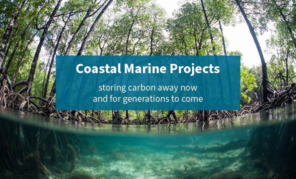 a mangrove forest - one of our carbon reduction projects
