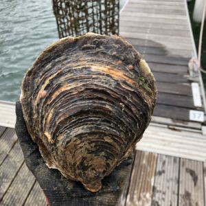 Oyster in Hand