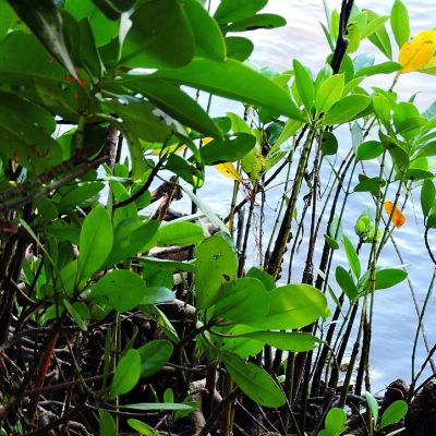 Mangrove saplings growing next to water