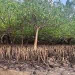 VB Mangroves 2 (1)