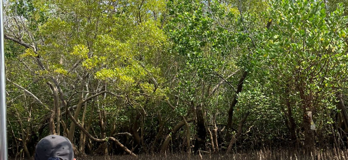 VB Mangroves from the boat (Rachel)