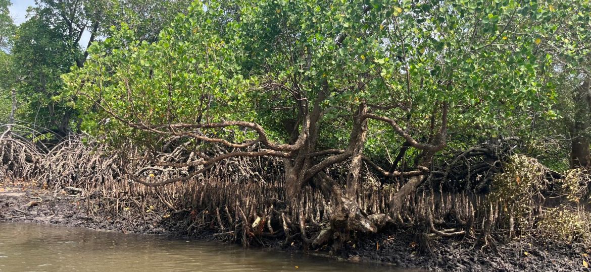 VB Mangroves (3)