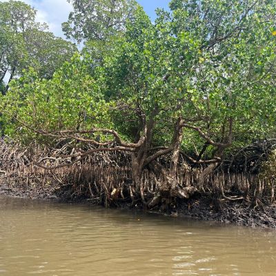 VB Mangroves (3)