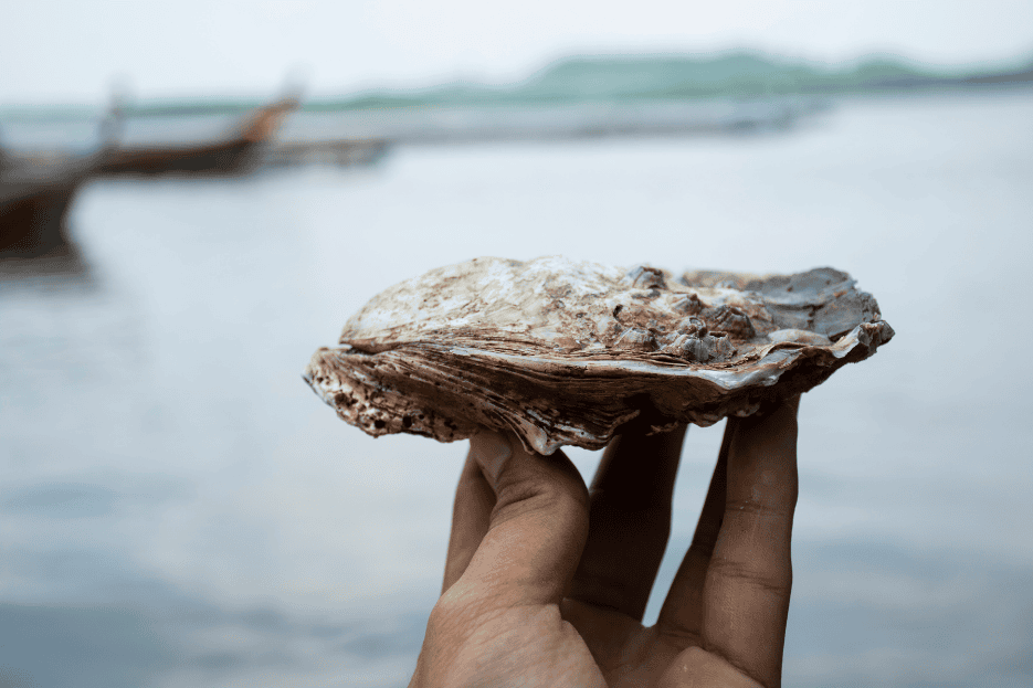 Yacht Carbon Offset (2)